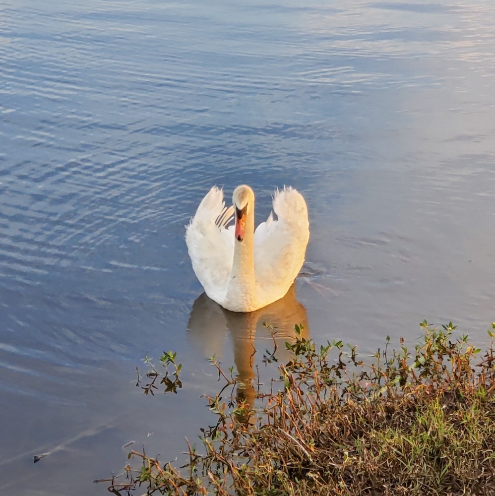 Meet your Posher, Satomi